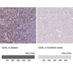 Merck Anti-CD5L antibody produced in rabbit