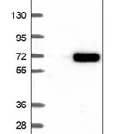 Merck Anti-RNF6 antibody produced in rabbit