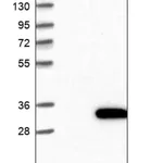 Merck Anti-ALKBH7 antibody produced in rabbit