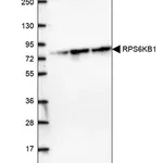 Merck Anti-RPS6KB1 antibody produced in rabbit