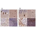 Merck Anti-SPRYD3 antibody produced in rabbit