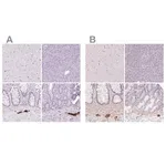 Merck Anti-PRPH antibody produced in rabbit