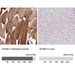 Merck Anti-SYNM antibody produced in rabbit