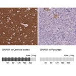 Merck Anti-GNAO1 antibody produced in rabbit
