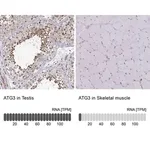 Merck Anti-ATG3 antibody produced in rabbit
