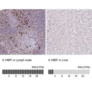 Merck Anti-IL18BP antibody produced in rabbit