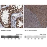Merck Anti-PEX5 antibody produced in rabbit
