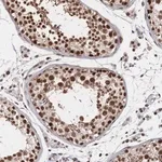 Merck Anti-NELFA antibody produced in rabbit