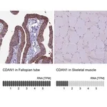 Merck Anti-CDAN1 antibody produced in rabbit