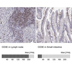 Merck Anti-CD3E antibody produced in rabbit