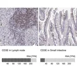 Merck Anti-CD3E antibody produced in rabbit