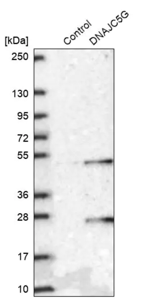 Merck Anti-DNAJC5G antibody produced in rabbit