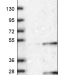 Merck Anti-DNAJC5G antibody produced in rabbit
