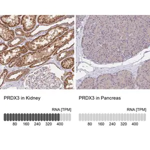 Merck Anti-PRDX3 antibody produced in rabbit