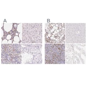 Merck Anti-PADI4 antibody produced in rabbit