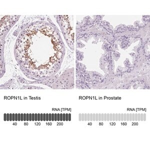 Merck Anti-ROPN1L antibody produced in rabbit