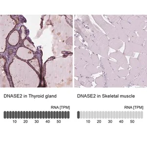 Merck Anti-DNASE2 antibody produced in rabbit