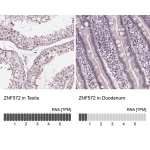 Merck Anti-ZNF572 antibody produced in rabbit