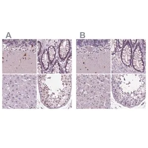 Merck Anti-BHLHE22 antibody produced in rabbit