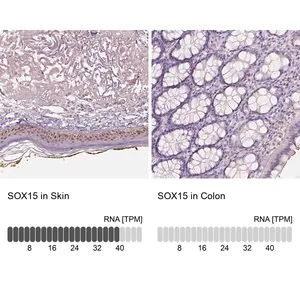Merck Anti-SOX15 antibody produced in rabbit