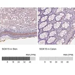 Merck Anti-SOX15 antibody produced in rabbit