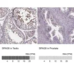 Merck Anti-SPAG8 antibody produced in rabbit