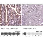 Merck Anti-SLC22A18AS antibody produced in rabbit