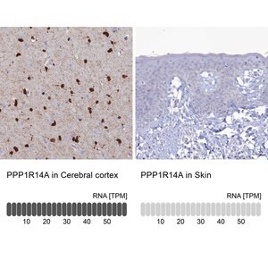Merck Anti-PPP1R14A antibody produced in rabbit