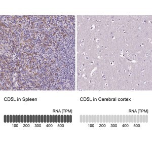 Merck Anti-CD5L antibody produced in rabbit