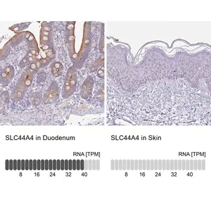 Merck Anti-SLC44A4 antibody produced in rabbit