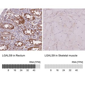 Merck Anti-LGALS9 antibody produced in rabbit