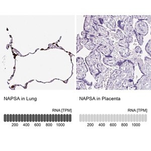 Merck Anti-NAPSA antibody produced in rabbit