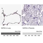 Merck Anti-NAPSA antibody produced in rabbit