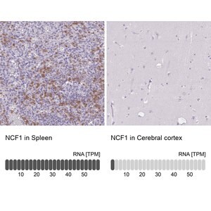 Merck Anti-NCF1 antibody produced in rabbit