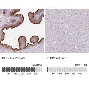 Merck Anti-PLPP1 antibody produced in rabbit