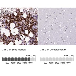 Merck Anti-CTSG antibody produced in rabbit