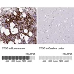 Merck Anti-CTSG antibody produced in rabbit