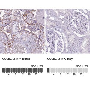 Merck Anti-COLEC12 antibody produced in rabbit
