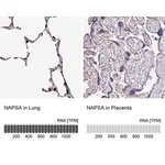 Merck Anti-NAPSA antibody produced in rabbit