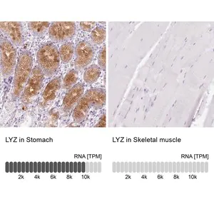 Merck Anti-LYZ antibody produced in rabbit