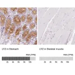Merck Anti-LYZ antibody produced in rabbit