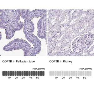 Merck Anti-ODF3B antibody produced in rabbit