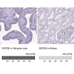 Merck Anti-ODF3B antibody produced in rabbit