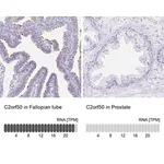 Merck Anti-C2orf50 antibody produced in rabbit