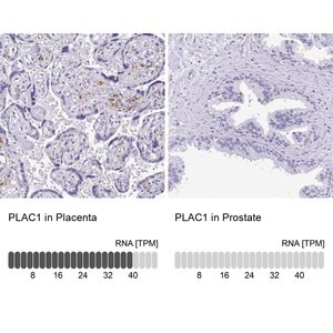 Merck Anti-PLAC1 antibody produced in rabbit