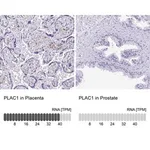 Merck Anti-PLAC1 antibody produced in rabbit
