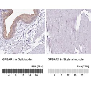 Merck Anti-GPBAR1 antibody produced in rabbit