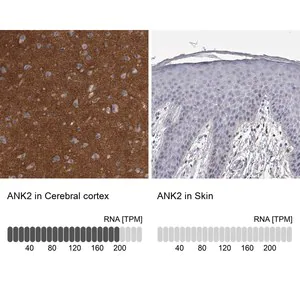 Merck Anti-ANK2 antibody produced in rabbit