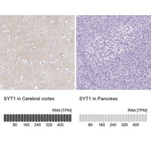 Merck Anti-SYT1 antibody produced in rabbit