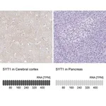 Merck Anti-SYT1 antibody produced in rabbit